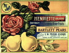 A pear crate label from Louis Meyer's Henriette Orchard